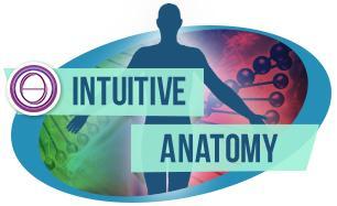 6-12 Gennaio 3-9 febbraio 2025 Classe di Anatomia Intuitiva di ThetaHealing®